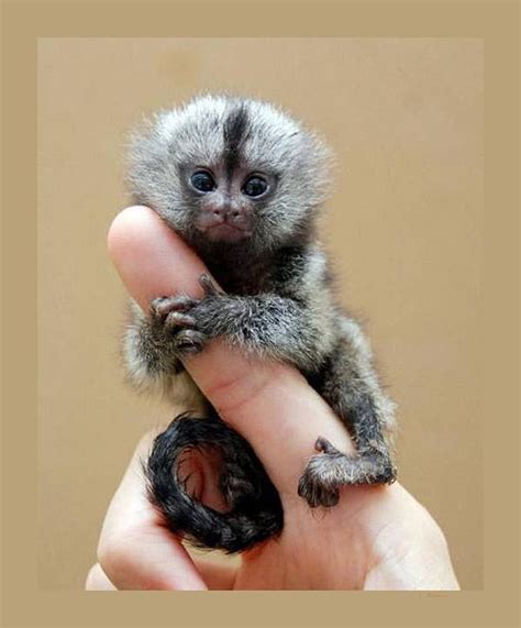 Finger monkey for sale craigslist - They are all guaranteed healthy. We are one of the largest and most knowledgeable breeders in the country. THE price for this miniature marmoset pocket monkey (finger monkey) (SIMILAR TO A Pygmy marmoset) is $ 4900.00. YES WE DO SHIP ANYWHERE IN THE UNITED STATES FOR ONLY $ 800.00..